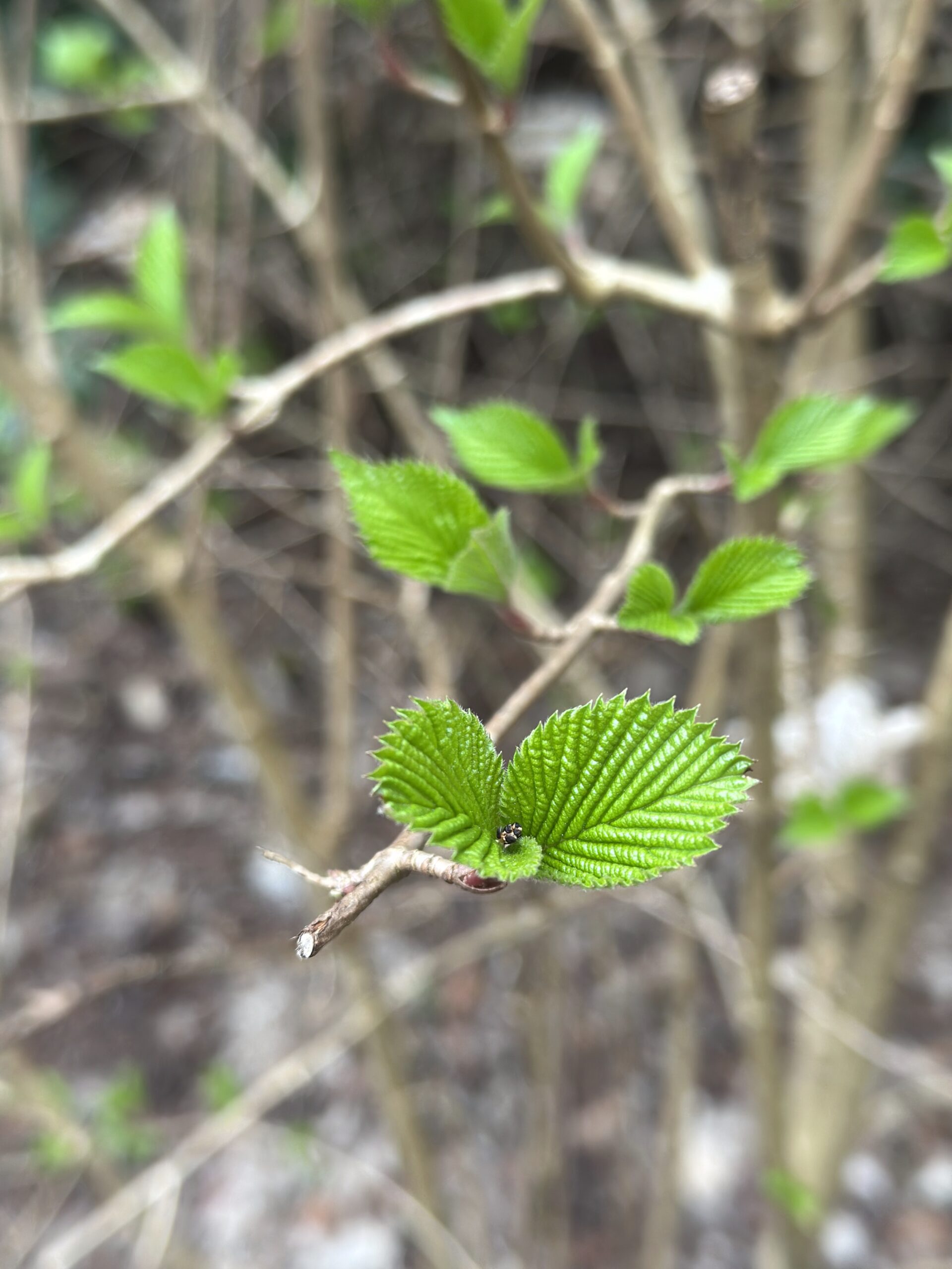 Spiraling new growth