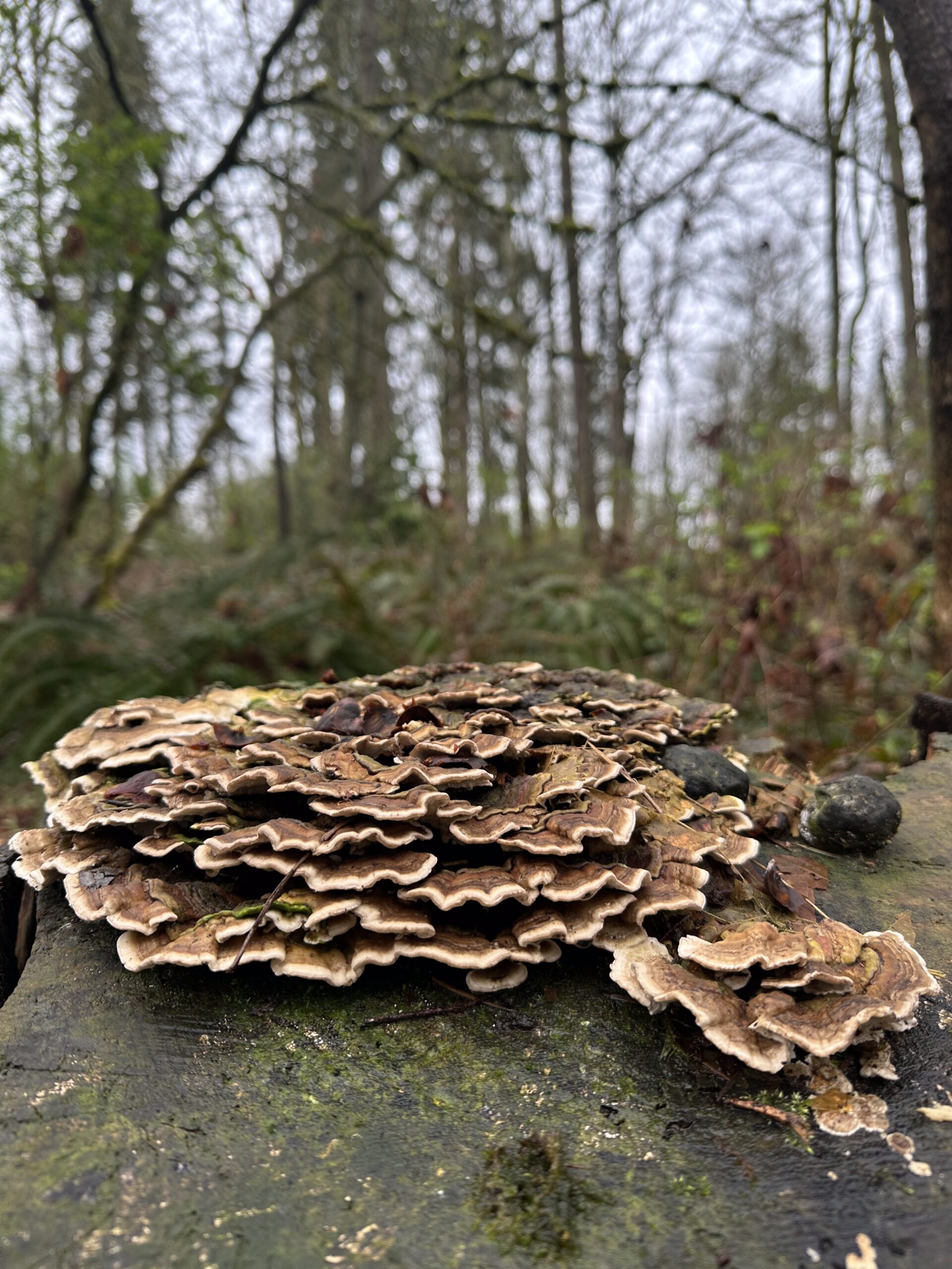 The early fruit of hardworking underground systems(1)