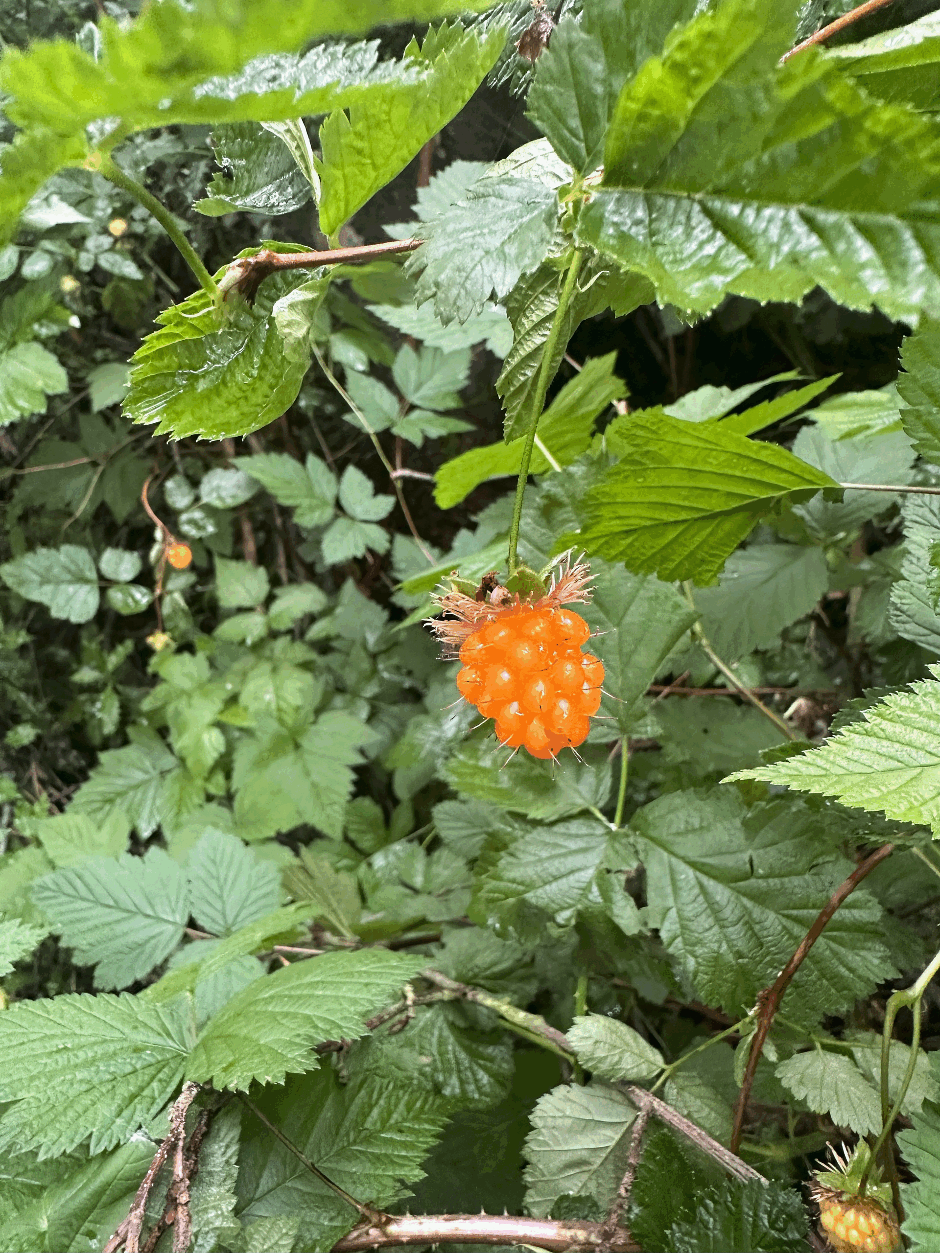 Yellow Salmonberry on PAWS dog walking trail 5.29.25