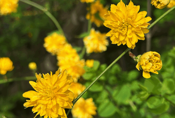Japanese Rose flowers