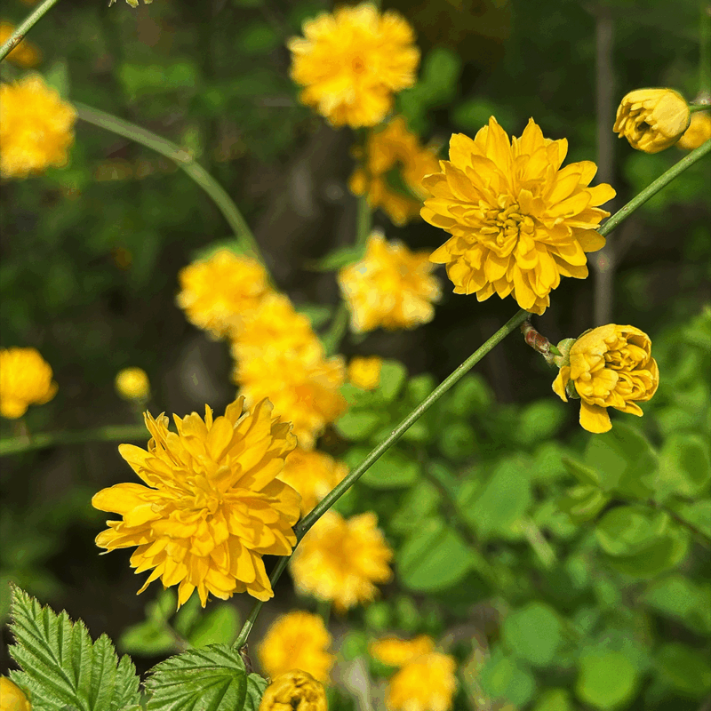 Japanese Rose flowers