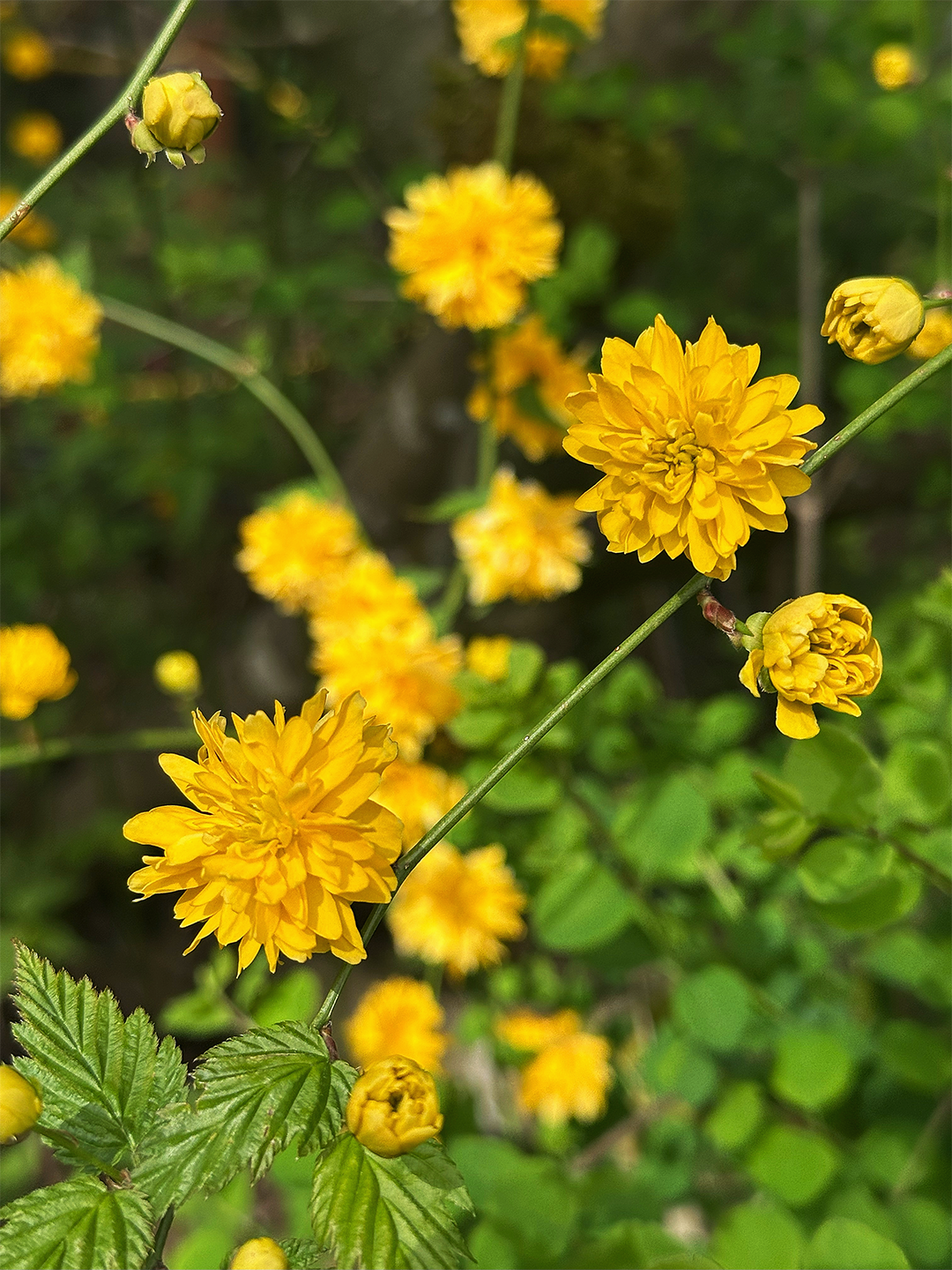 Japanese Rose flowers