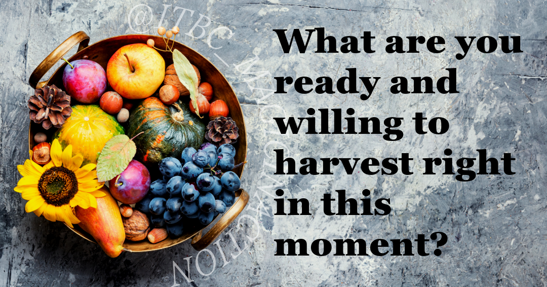 What are you ready and willing to harvest right in this moment