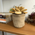 Eternity Plant - succulent, back