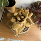 Eternity Plant - succulent, birdseye