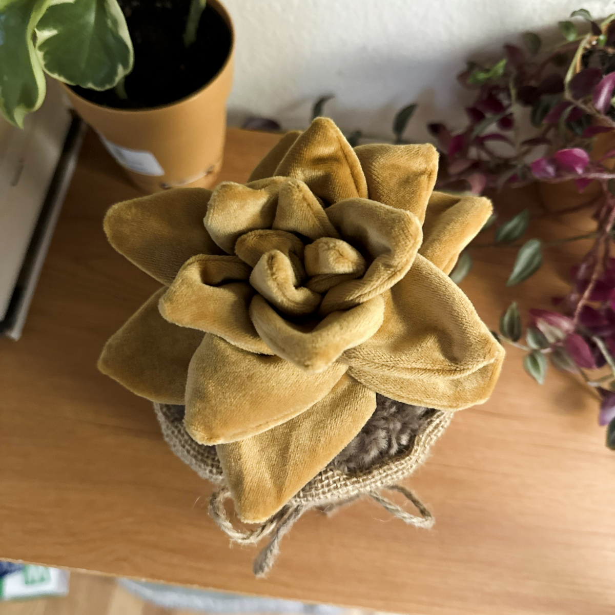 Eternity Plant - succulent, birdseye, edited SQUARE Eternity Plant - succulent, birdseye