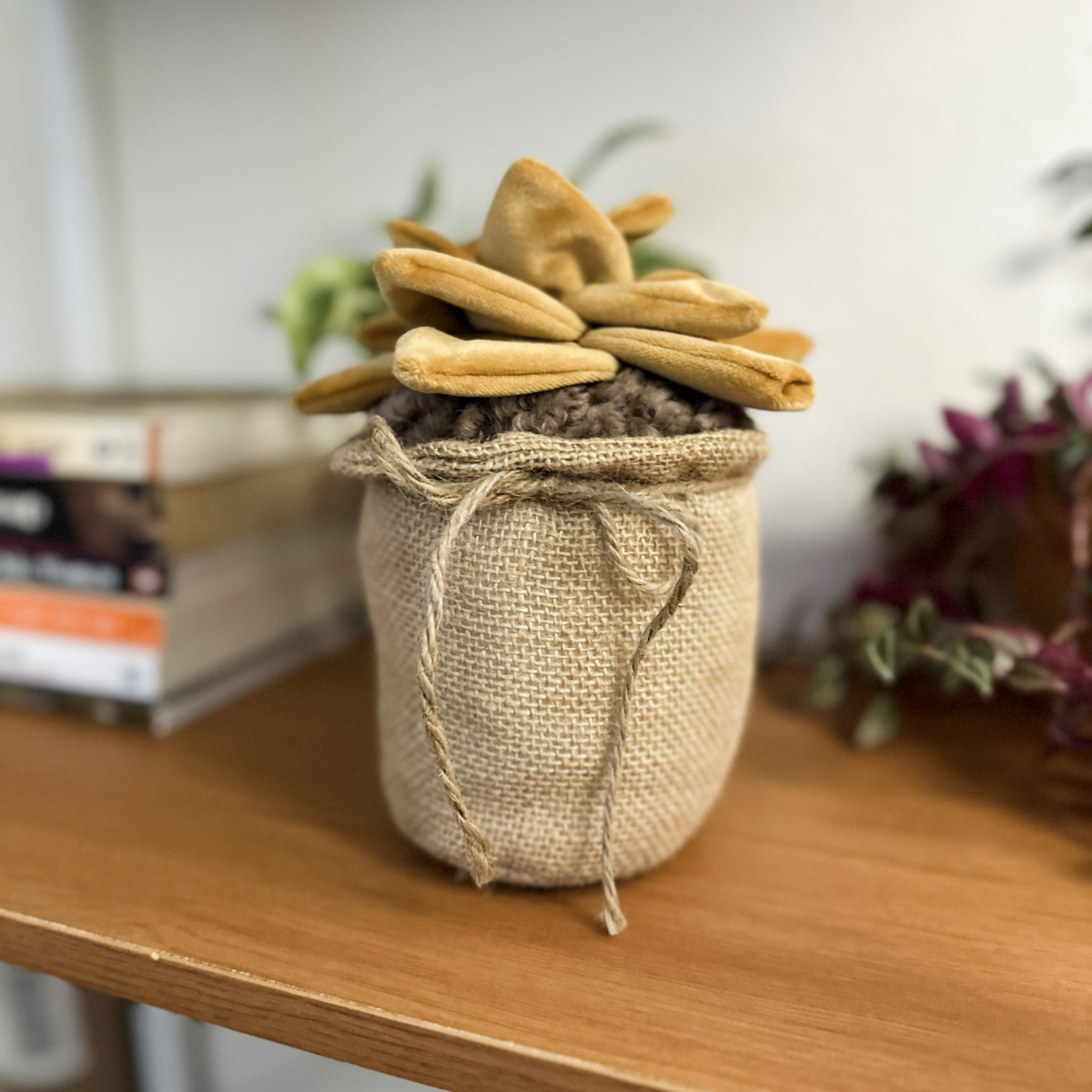 Eternity Plant - succulent, front